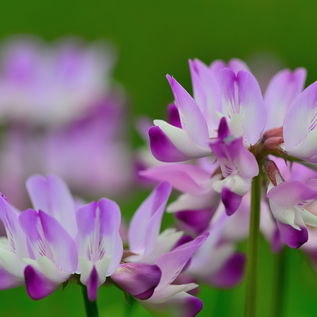 Astragalus foto plant weerstand, energie 