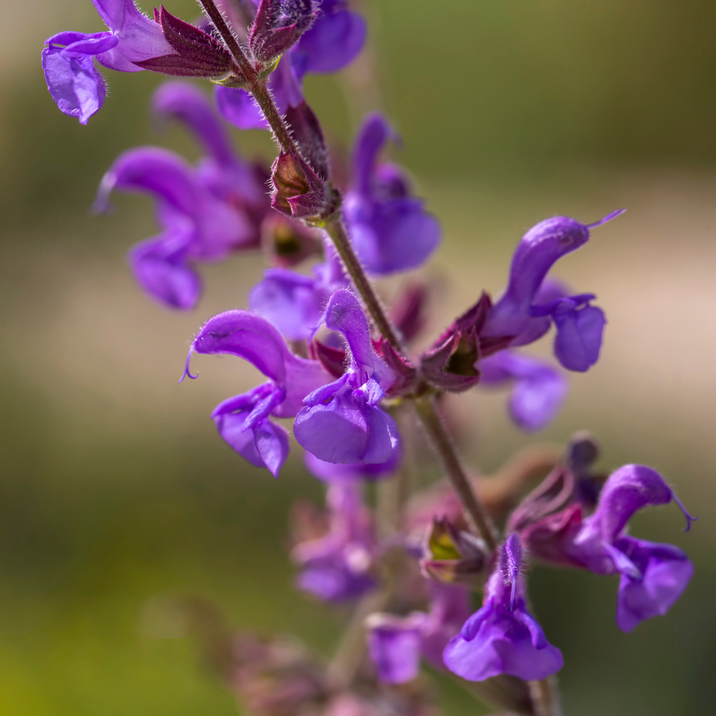 Rode Salie plant bloem