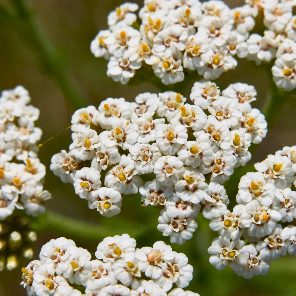 Foto_van_Duizendblad_plant