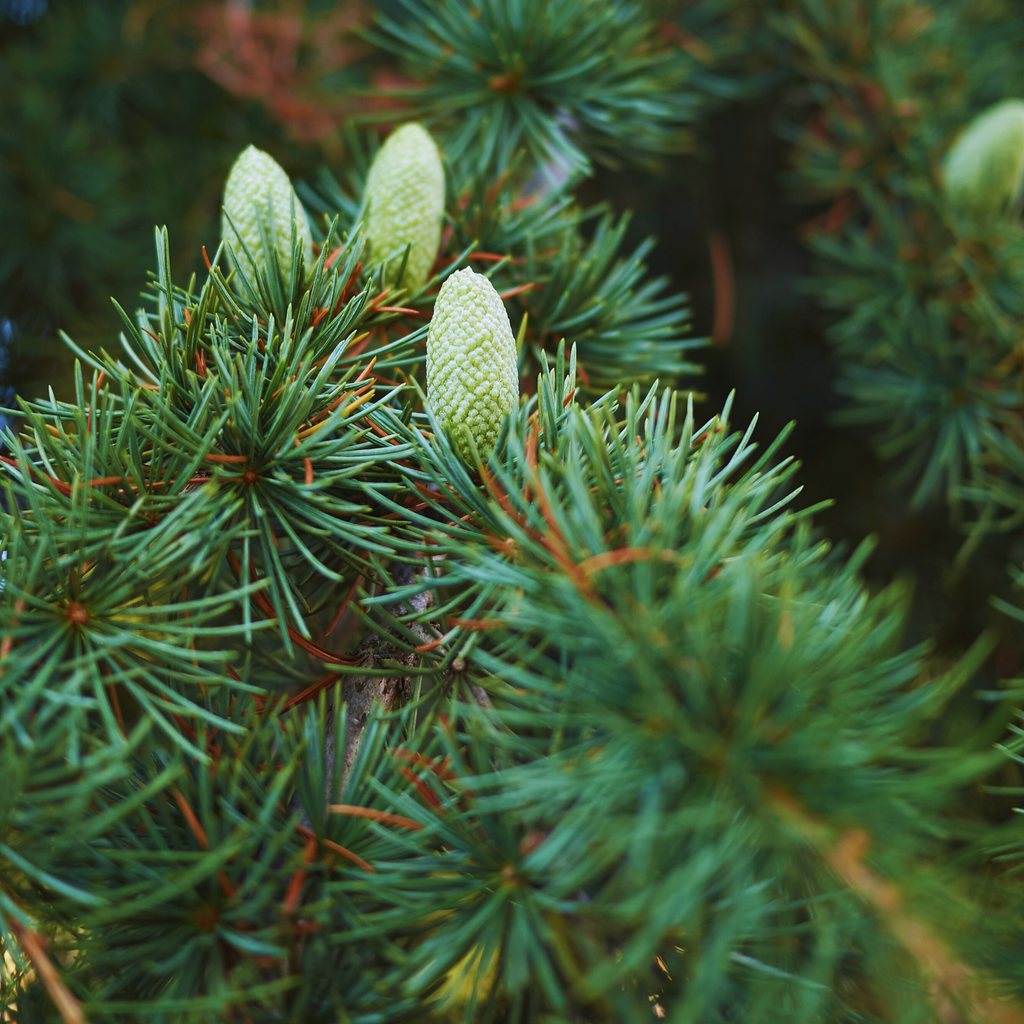 Green_Vitality_Cedar_Wood_Tree_ingezoomd