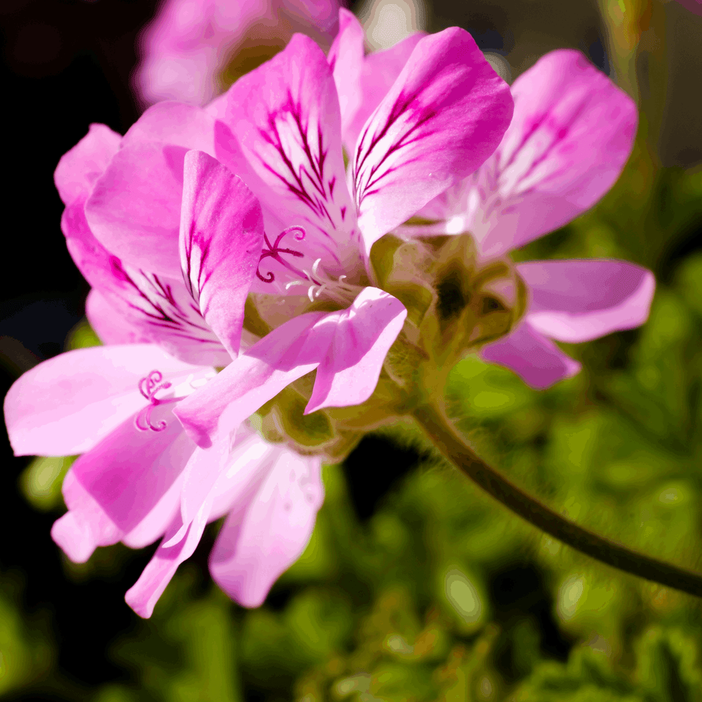 Green_Vitality_Geranium_bloem