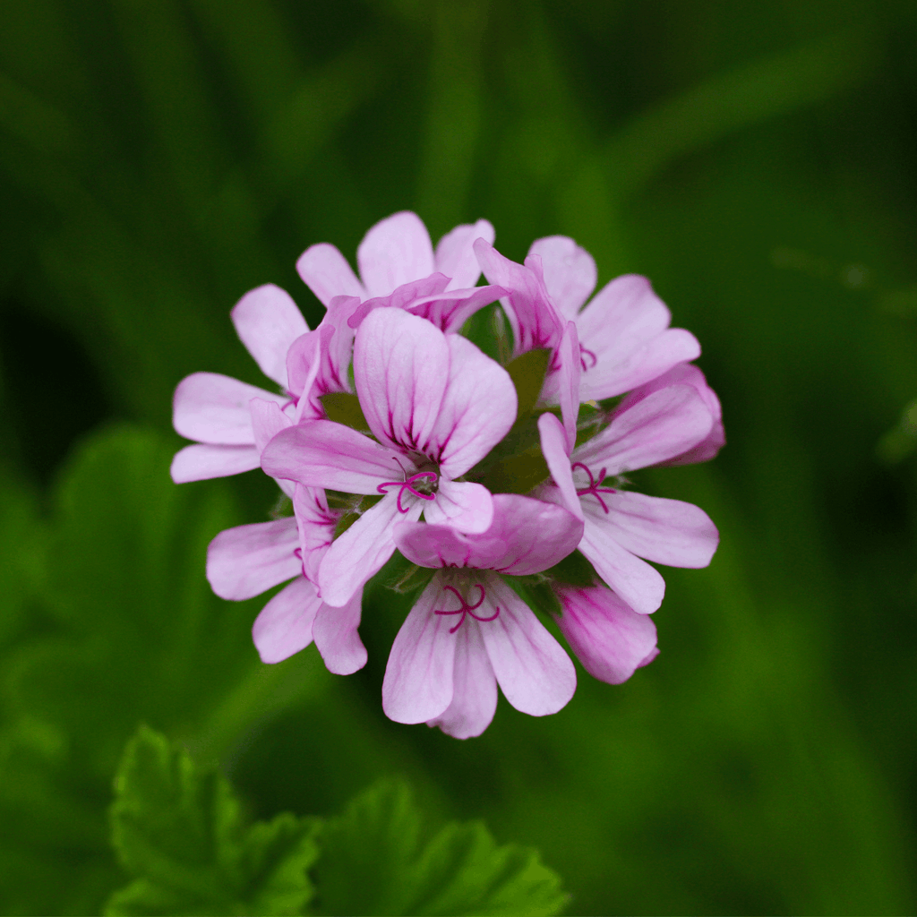 Green_Vitality_Geranium_bloesem