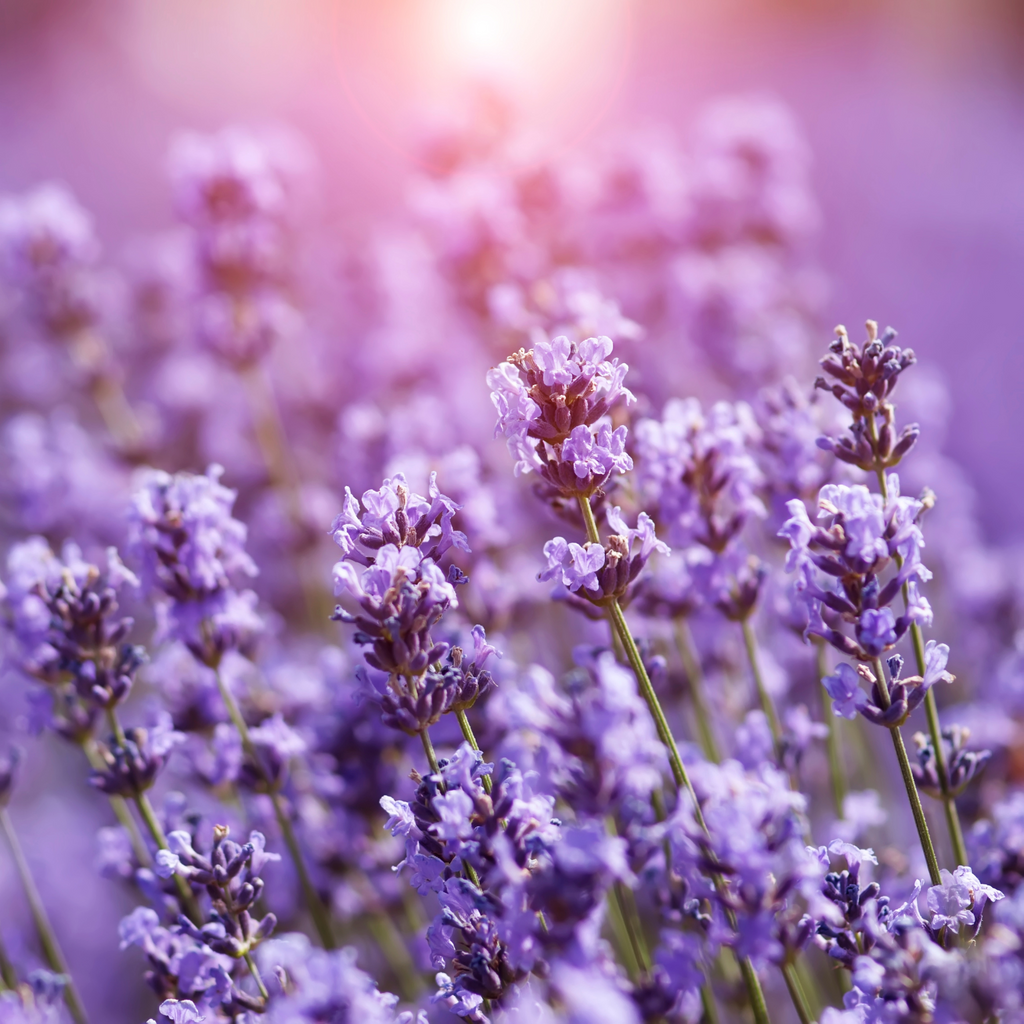 Green_Vitality_Lavender_ingezoomd