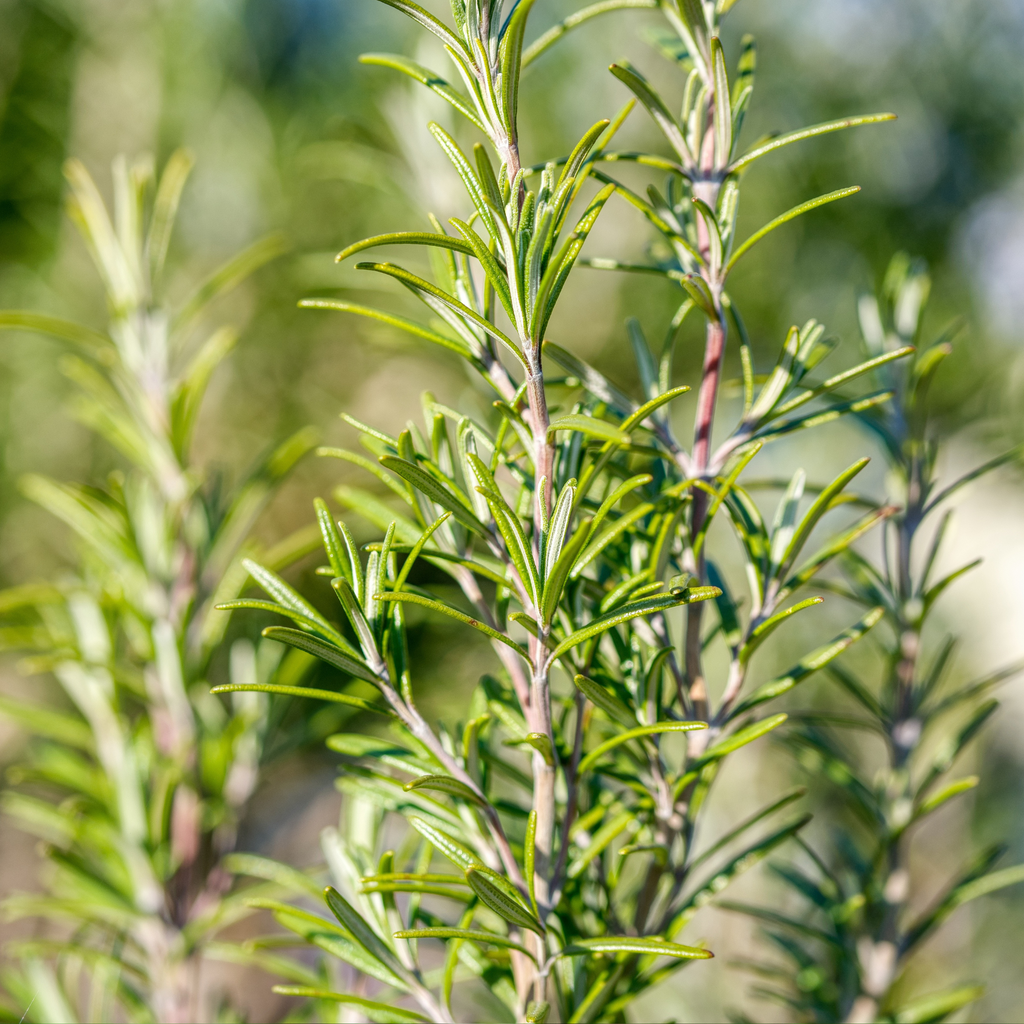 Green_Vitality_Rozemarijn_plant