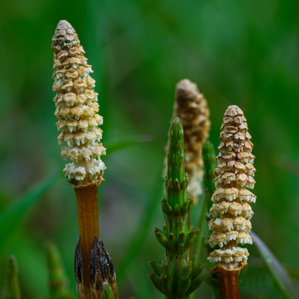 Heermoes plant