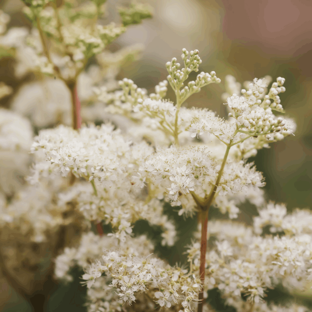 Moerasspirea tinctuur