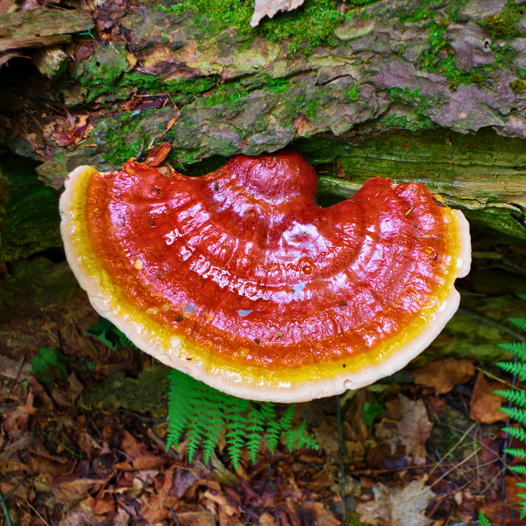 Reishi_Paddestoel_foto