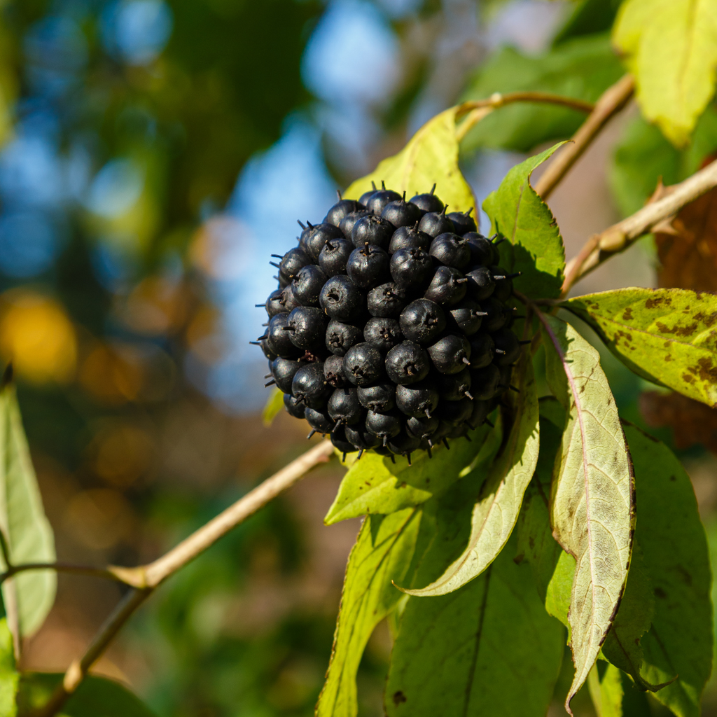 Siberische_Ginseng_foto_plant